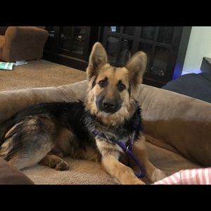 Meet your Posher, Nina